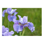 Purple Irises Poster Purple Irises Poster