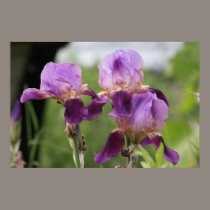 Purple Irises! posters