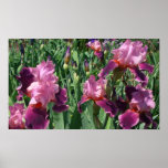 Purple Irises Print