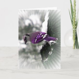Purple Jay card