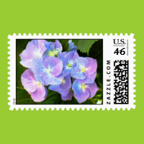 Purple lace cap hydrangeas postage postage