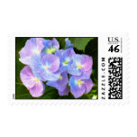 Purple lace cap hydrangeas postage