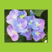 Purple lace cap hydrangeas postcard