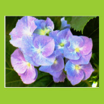 Purple lace cap hydrangeas postcard postcards