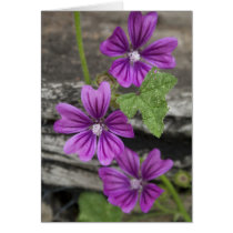 Purple Lavatera cards
