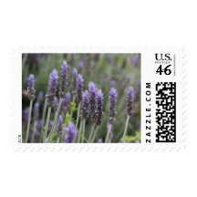 Purple Lavendar Postage Stamp