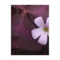 Purple Leaf Shamrock Flower Postcard