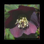 Purple Lenten Rose Magnet