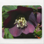 Purple Lenten Rose Mousepad