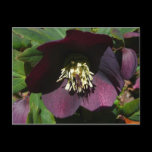 Purple Lenten Rose Postcard