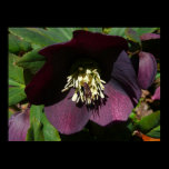 Purple Lenten Rose Print