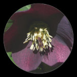 Purple Lenten Rose Sticker