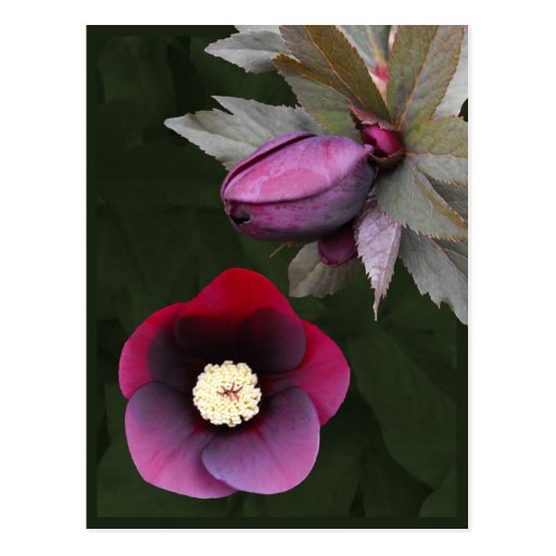 Purple Lenten Roses Postcard