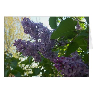 Purple Lilac 9 card card