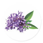 Purple Lilac Cluster