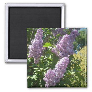 Purple Lilac magnet magnet