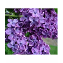 purple lilac T-shirt