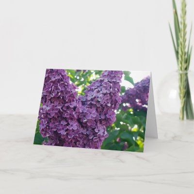 Purple Lilacs Greeting Card