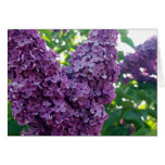 Purple Lilacs Greeting Card