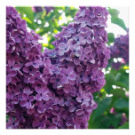 Purple Lilacs Invitation