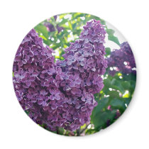Purple Lilacs Magnet