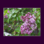 Purple Lilacs