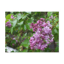 Purple Lilacs postcards by dolly_1 Purple Lilacs postcards