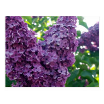 Purple Lilacs Postcard postcards