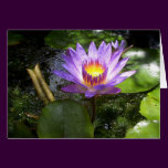Purple lilly in pond