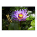 Purple lilly in pond cards
