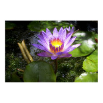 Purple lilly in pond posters