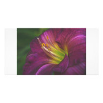 Purple Lily photo cards by djnoel Purple Lily photo cards