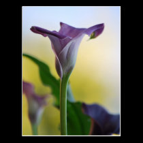 Purple Lily postcards