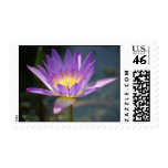 Purple Lily Postage Stamp
