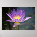Purple Lily posters
