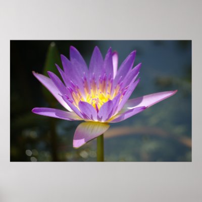 Purple Lily Print by Rainy_B