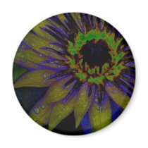 PURPLE LOTIS magnets
