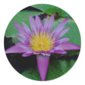 Purple Lotus Flower & Lily Pad Sticker