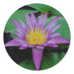 Purple Lotus Flower &amp; Lily Pad Sticker