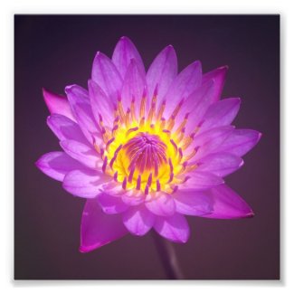 Purple Lotus Flower zazzle_photoenlargement