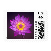 Purple Lotus Flower Postage Stamp