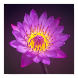 purple flowers