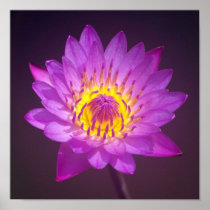 Purple Lotus Flower Poster