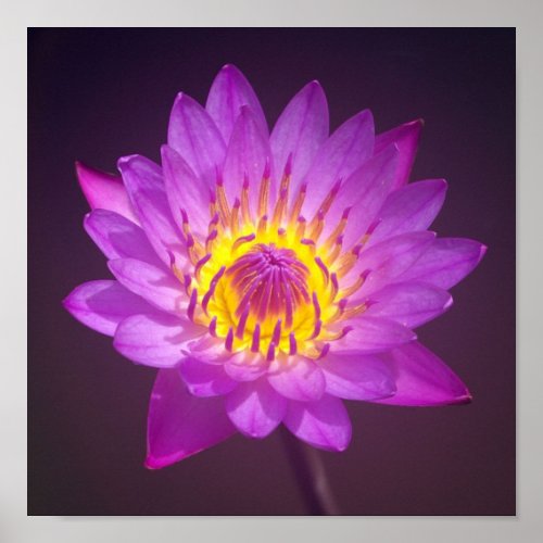 Purple Lotus Flower Poster