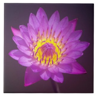 Purple Lotus Flower Tiles