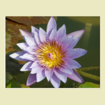 Purple Lotus/Water Lily postcards