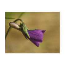 Purple Love - Flower Postkarte postkarten