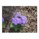 purple lovely flower postcard postcards