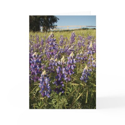 Purple Lupin Flowers Card by farmer77