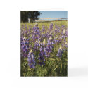 Purple Lupin Flowers Card by farmer77 Purple Lupin Flowers Card
